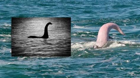 Unveiling the Blue Whale’s Penis: Nature’s Largest Reproductive。